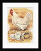 Chicken and hatching chicks by Anonymous