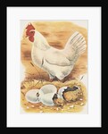 Chicken and hatching chicks by Anonymous