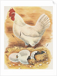 Chicken and hatching chicks by Anonymous