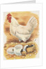 Chicken and hatching chicks by Anonymous