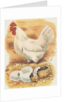 Chicken and hatching chicks by Anonymous