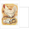 Chicken and hatching chicks by Anonymous