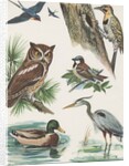 Variety of birds by Anonymous