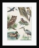 Variety of birds by Anonymous