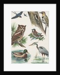 Variety of birds by Anonymous
