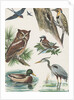 Variety of birds by Anonymous