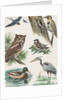 Variety of birds by Anonymous