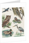 Variety of birds by Anonymous