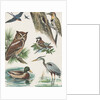Variety of birds by Anonymous