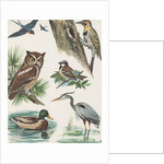 Variety of birds by Anonymous