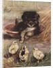 Puppy and chicks by Anonymous