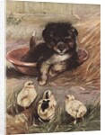 Puppy and chicks by Anonymous
