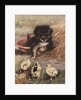 Puppy and chicks by Anonymous