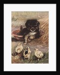 Puppy and chicks by Anonymous