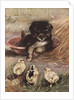 Puppy and chicks by Anonymous