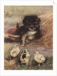 Puppy and chicks by Anonymous