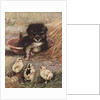 Puppy and chicks by Anonymous