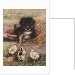 Puppy and chicks by Anonymous