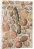 Variety of seashells by Anonymous