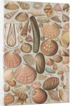 Variety of seashells by Anonymous