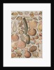 Variety of seashells by Anonymous