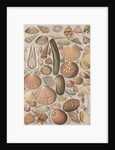Variety of seashells by Anonymous