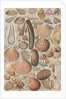 Variety of seashells by Anonymous