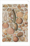 Variety of seashells by Anonymous