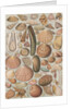 Variety of seashells by Anonymous
