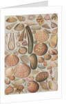 Variety of seashells by Anonymous