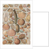 Variety of seashells by Anonymous