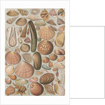 Variety of seashells by Anonymous