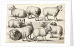 Nine sheep by Anonymous