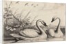 Two swans by Wenceslas Hollar