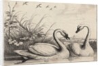 Two swans by Wenceslas Hollar