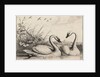 Two swans by Wenceslas Hollar