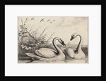 Two swans by Wenceslas Hollar