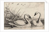 Two swans by Wenceslas Hollar