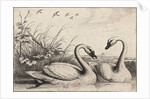 Two swans by Wenceslas Hollar