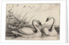 Two swans by Wenceslas Hollar