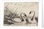 Two swans by Wenceslas Hollar
