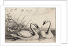 Two swans by Wenceslas Hollar