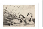 Two swans by Wenceslas Hollar