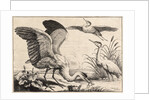 Three herons by Wenceslas Hollar