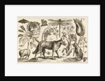 A Wolf, with a Sheep, a Dog and various flowers and insects by Wenceslas Hollar