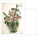 Orchid by Frederick Sander