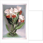 Orchid by Frederick Sander