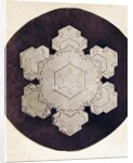 Study of a snowflake by Anonymous
