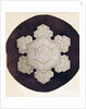 Study of a snowflake by Anonymous