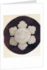 Study of a snowflake by Anonymous